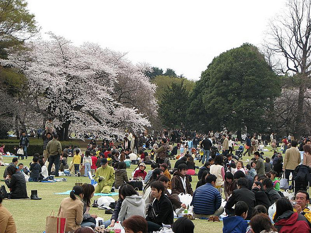 Hanami picnics at Shinjuku Gyoen in Tokyo